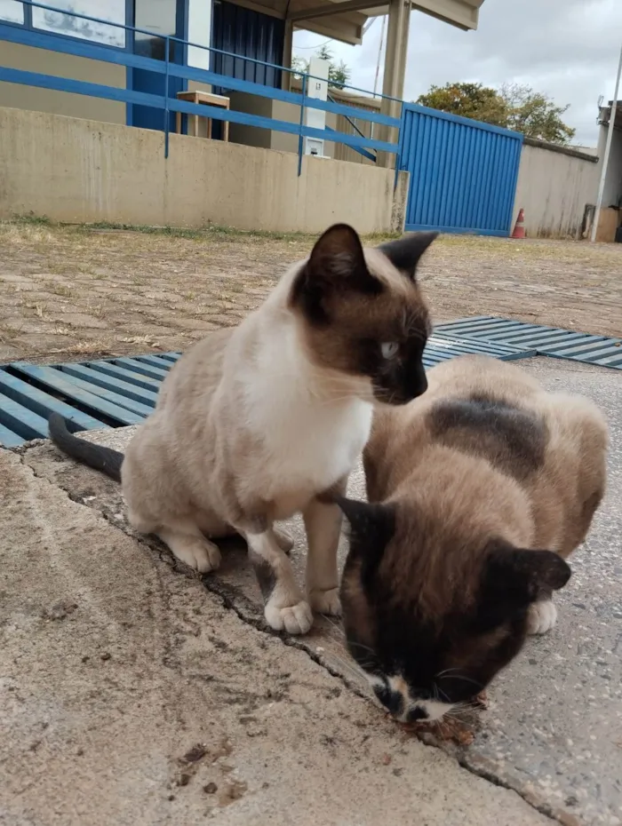 Gato ra a SRD-ViraLata idade 2 a 6 meses nome Casal castrado