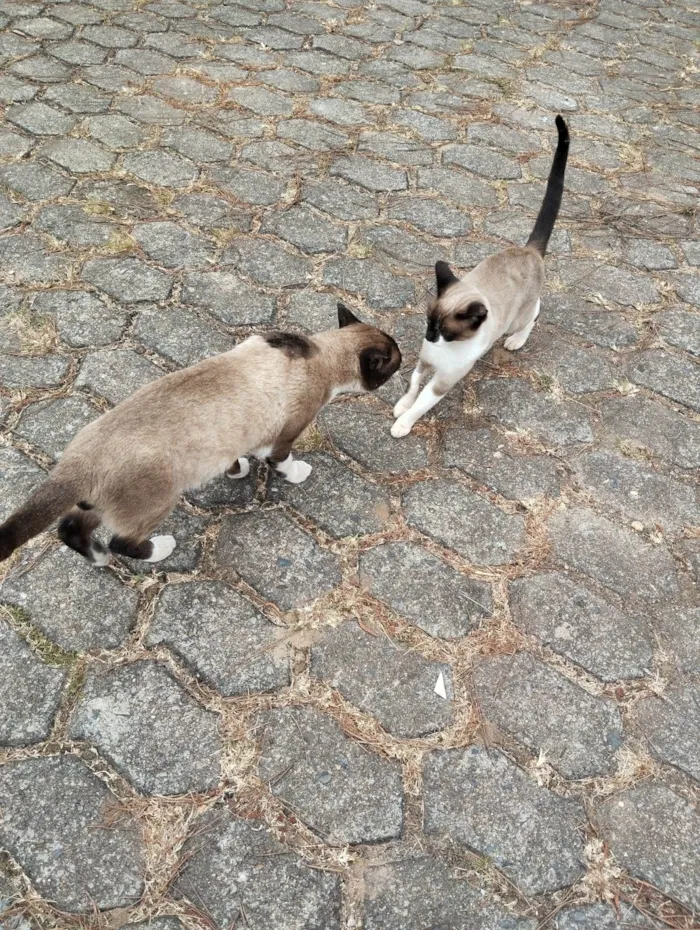 Gato ra a SRD-ViraLata idade 2 a 6 meses nome Casal castrado