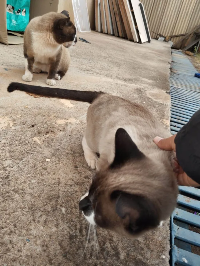 Gato ra a SRD-ViraLata idade 2 a 6 meses nome Casal castrado