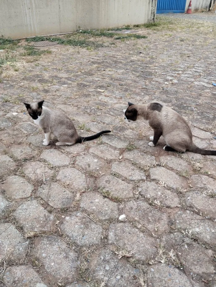 Gato ra a SRD-ViraLata idade 2 a 6 meses nome Casal castrado