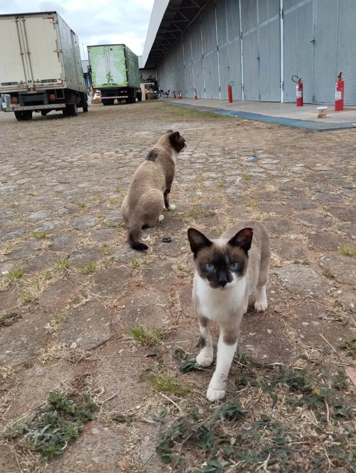 Gato ra a SRD-ViraLata idade 2 a 6 meses nome Casal castrado