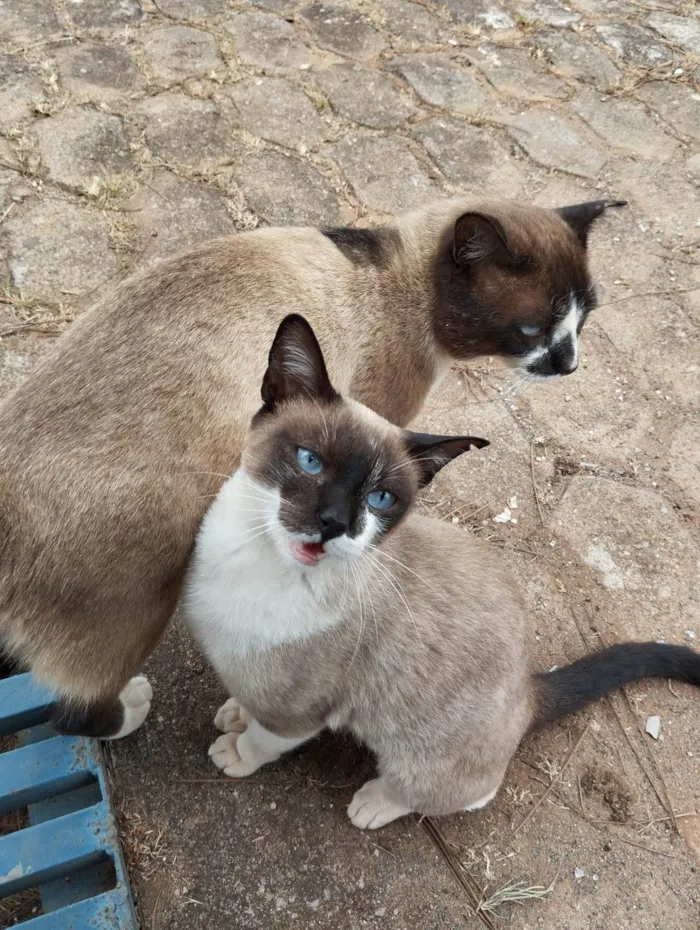 Gato ra a SRD-ViraLata idade 2 a 6 meses nome Casal castrado