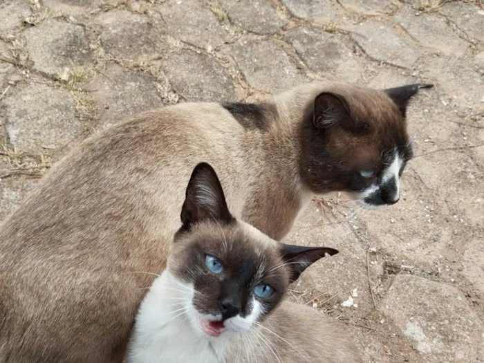 Gato ra a SRD-ViraLata idade 2 a 6 meses nome Casal castrado