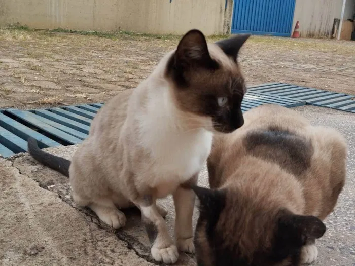 Gato ra a SRD-ViraLata idade 2 a 6 meses nome Casal castrado