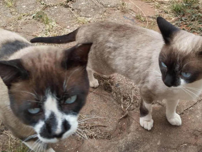 Gato ra a SRD-ViraLata idade 2 a 6 meses nome Casal castrado
