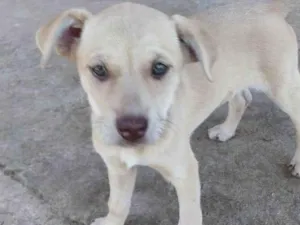 Cachorro raça Sem raça idade 2 a 6 meses nome Cajau