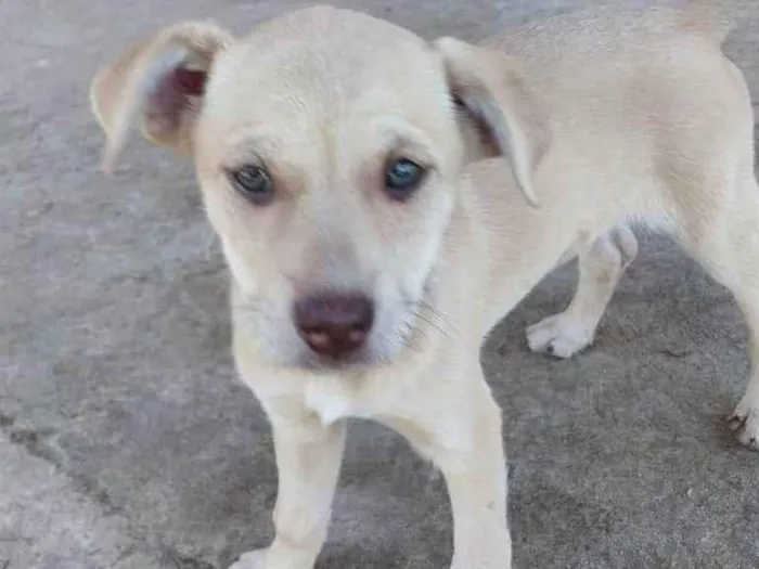 Cachorro ra a Sem raça idade 2 a 6 meses nome Cajau