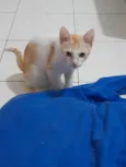 Loki
