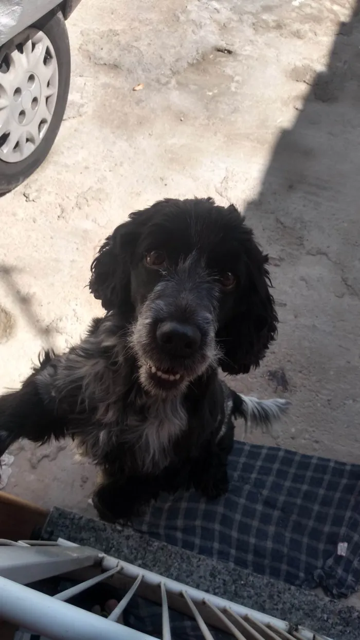 Cachorro ra a Cocker idade 6 ou mais anos nome Belinha