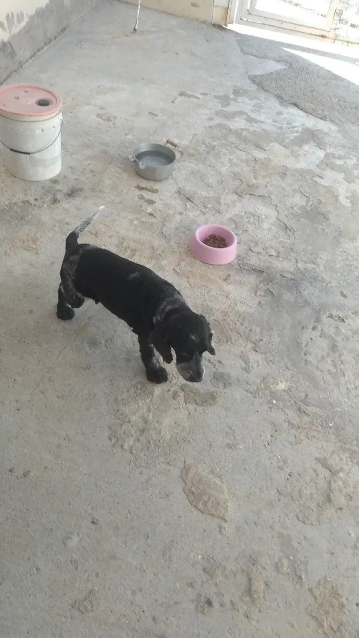 Cachorro ra a Cocker idade 6 ou mais anos nome Belinha