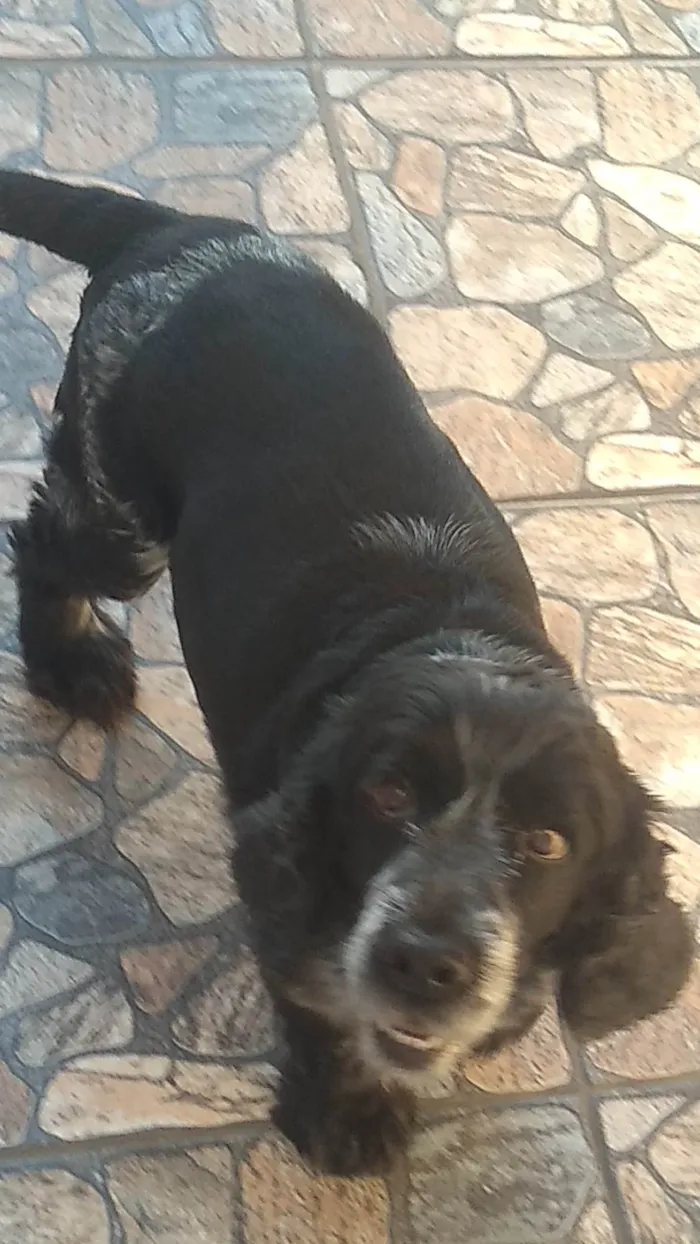 Cachorro ra a Cocker idade 6 ou mais anos nome Belinha