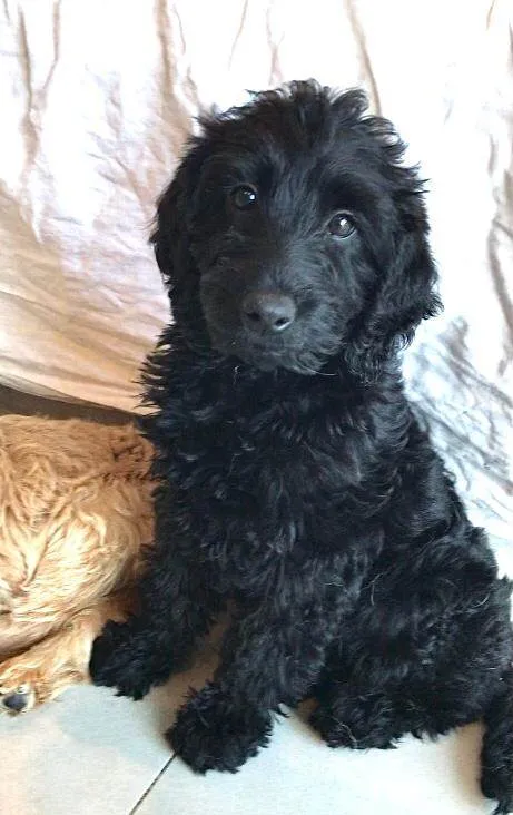 Cachorro ra a Labradoodle idade 2 a 6 meses nome Chouchou e Tobias