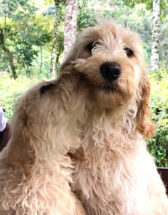 Cachorro ra a Labradoodle idade 2 a 6 meses nome Chouchou e Tobias