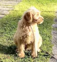 Chouchou e Tobias