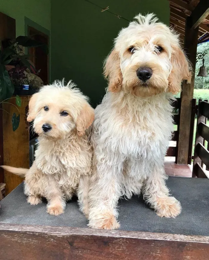Cachorro ra a Labradoodle idade 2 a 6 meses nome Chouchou e Tobias