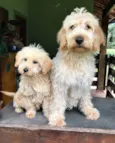 Chouchou e Tobias