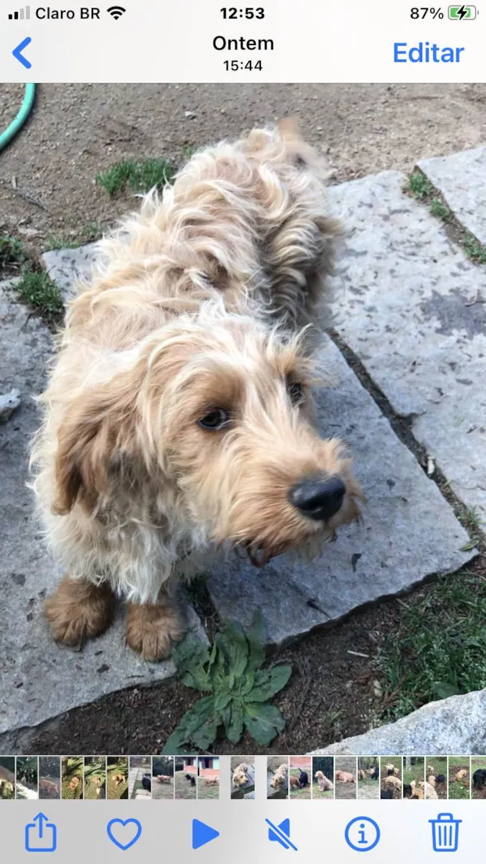 Cachorro ra a Labradoodle idade 2 a 6 meses nome Chouchou e Tobias