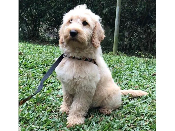 Cachorro ra a Labradoodle idade 2 a 6 meses nome Chouchou e Tobias