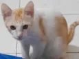 Loki