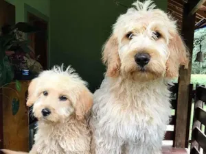 Cachorro raça Labradoodle idade 2 a 6 meses nome Chouchou e Tobias