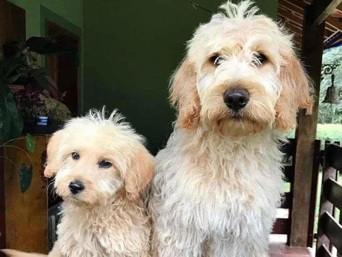 Cachorro ra a Labradoodle idade 2 a 6 meses nome Chouchou e Tobias