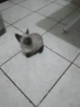 Não tem