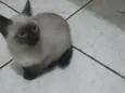 Não tem