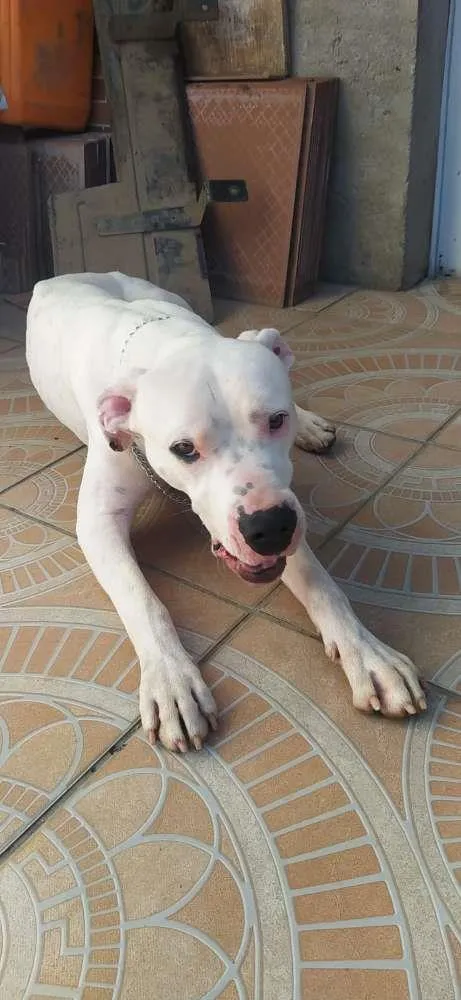 Cachorro ra a Dogo Argentino idade 1 ano nome Drako