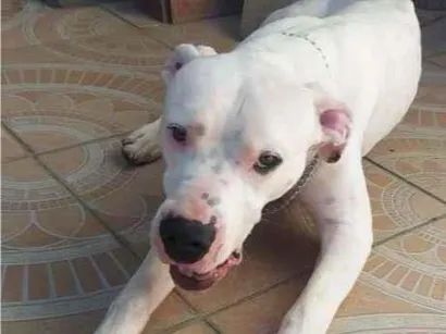 Cachorro raça Dogo Argentino idade 1 ano nome Drako