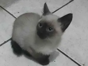 Gato raça Siamês  idade 2 a 6 meses nome Não tem