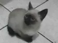 Não tem