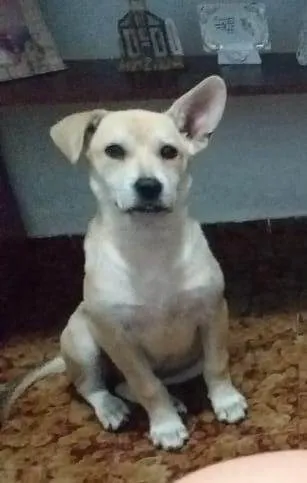 Cachorro raça SRD  idade 2 a 6 meses nome Luna