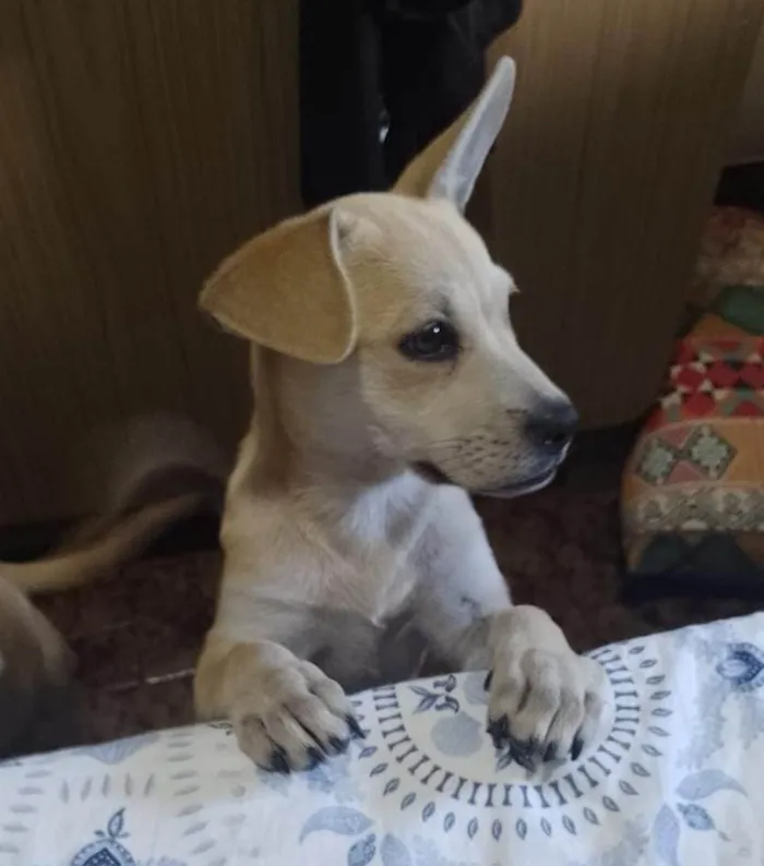 Cachorro raça SRD  idade 2 a 6 meses nome Luna