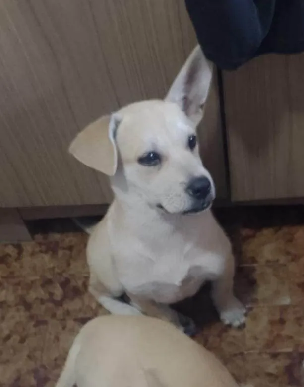 Cachorro raça SRD  idade 2 a 6 meses nome Luna