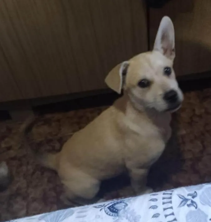 Cachorro raça SRD  idade 2 a 6 meses nome Luna