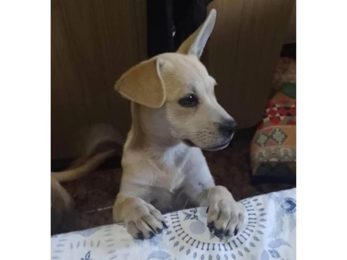 Cachorro raça SRD  idade 2 a 6 meses nome Luna