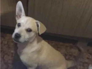 Cachorro raça SRD  idade 2 a 6 meses nome Luna