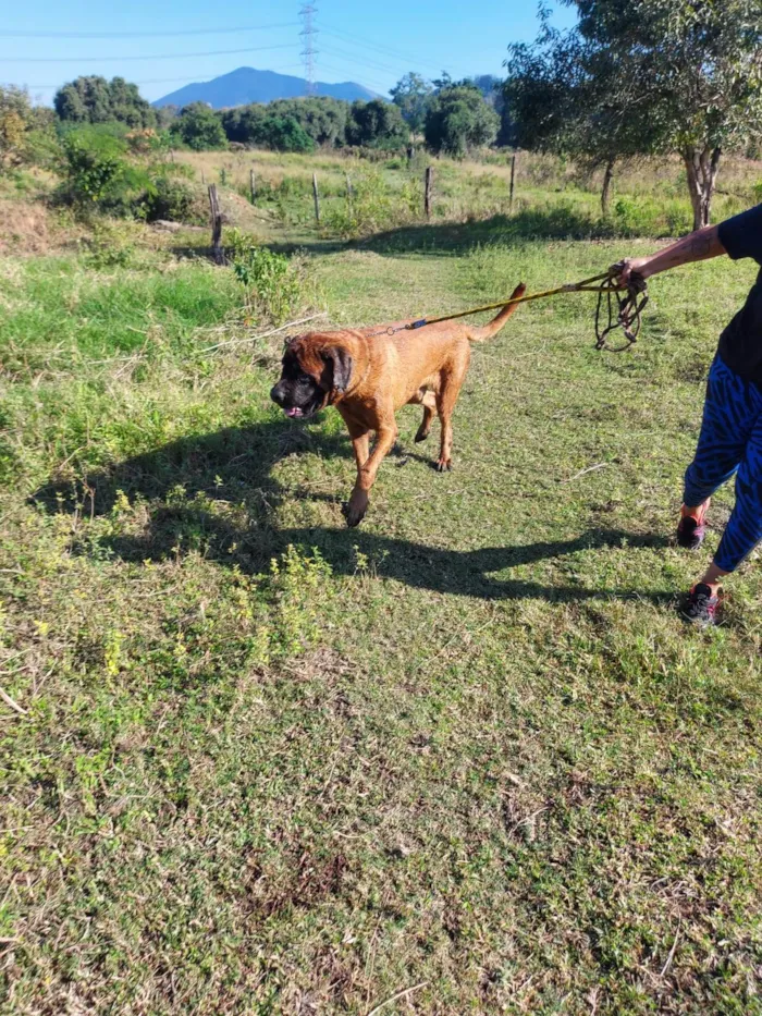 Cachorro ra a Master ingles  idade 6 ou mais anos nome Jhow