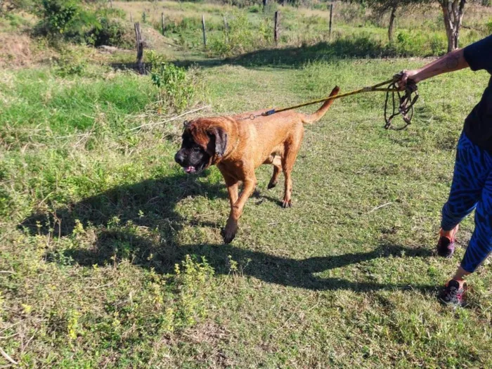 Cachorro ra a Master ingles  idade 6 ou mais anos nome Jhow