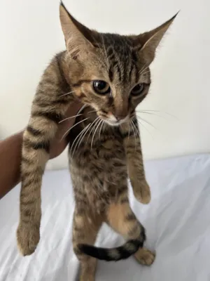 Gato raça SRD-ViraLata idade 2 a 6 meses nome não tem nome ainda