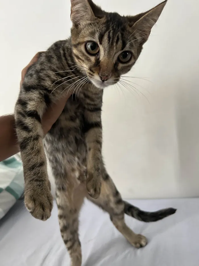 Gato ra a SRD-ViraLata idade 2 a 6 meses nome gatos para adoção