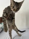 gatos para adoção