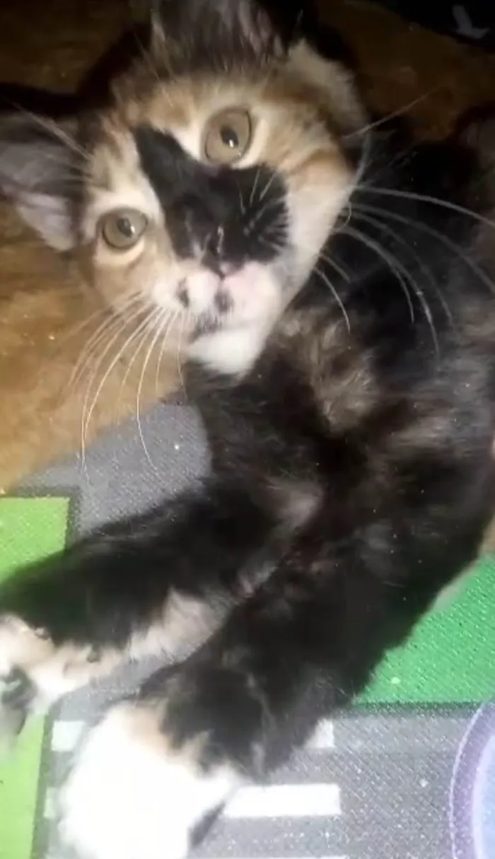 Gato ra a Srd idade Abaixo de 2 meses nome Gaia