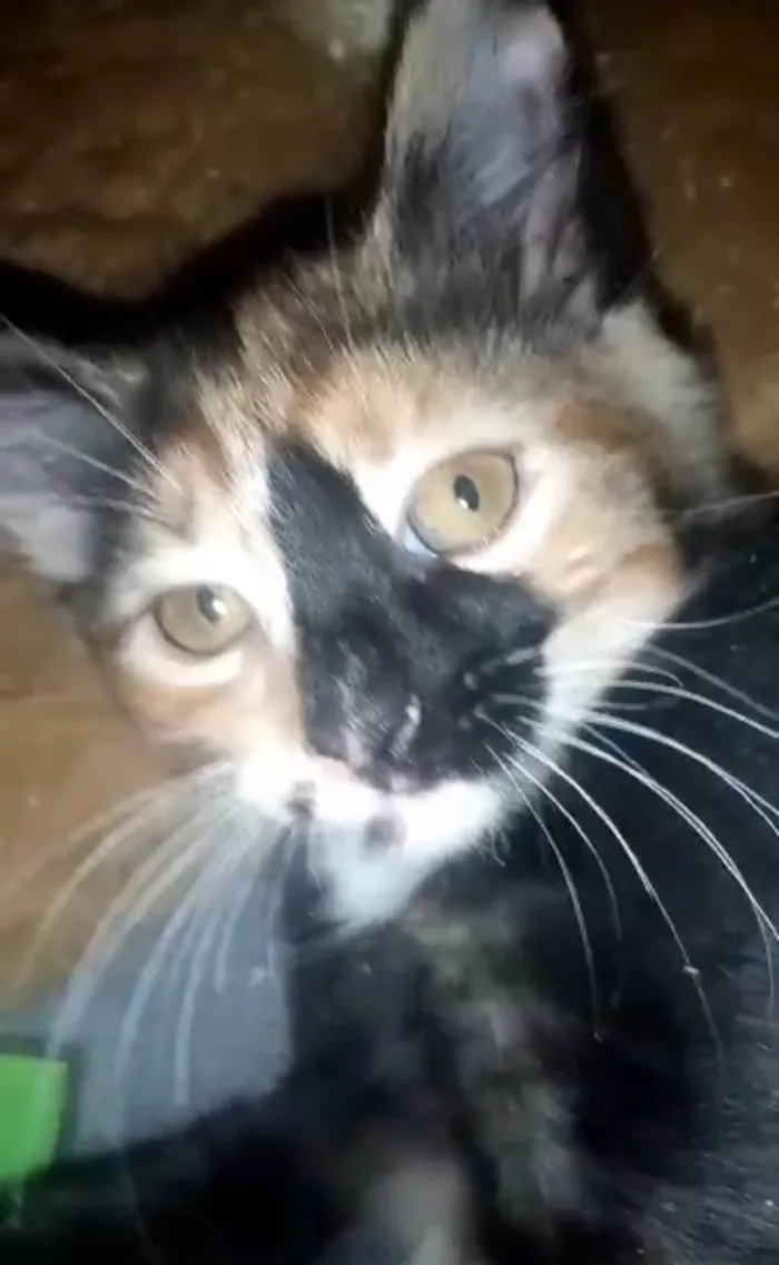 Gato ra a Srd idade Abaixo de 2 meses nome Gaia