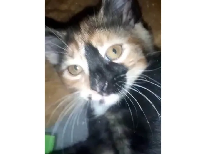Gato ra a Srd idade Abaixo de 2 meses nome Gaia