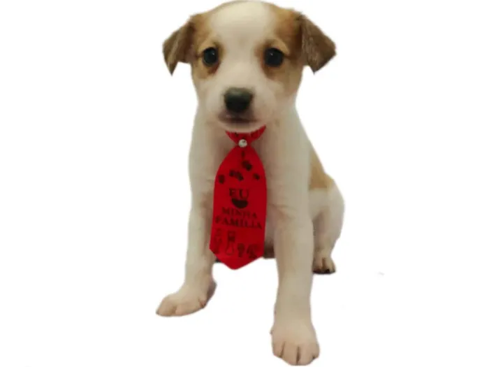 Cachorro raça  idade 2 a 6 meses nome DJ