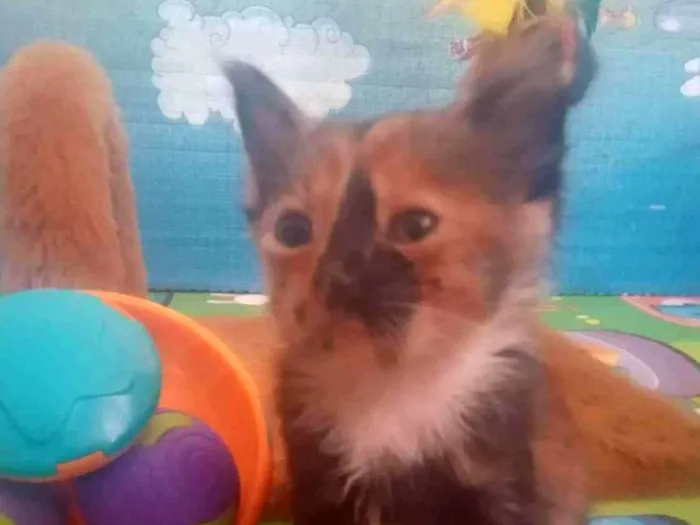 Gato ra a Srd idade Abaixo de 2 meses nome Gaia