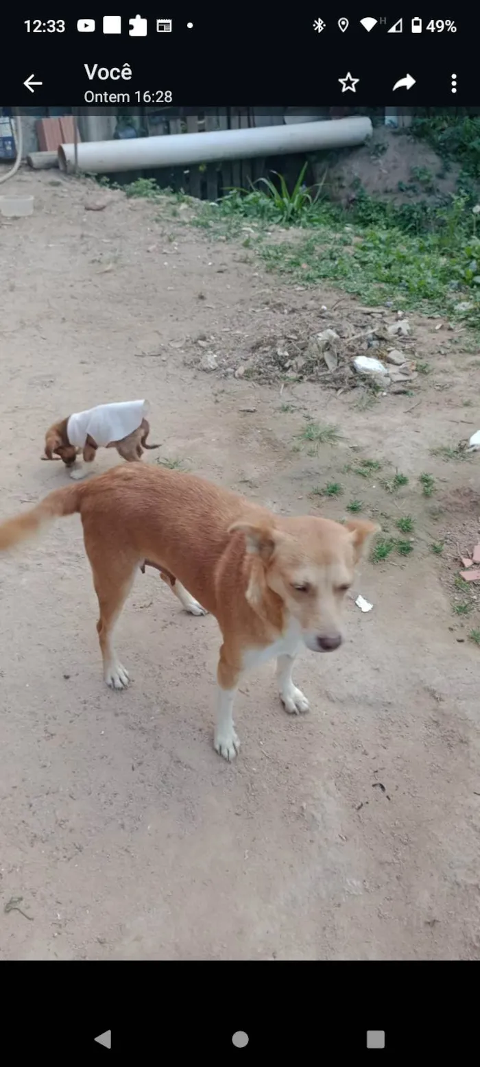 Cachorro ra a nao sei idade 3 anos nome lila 