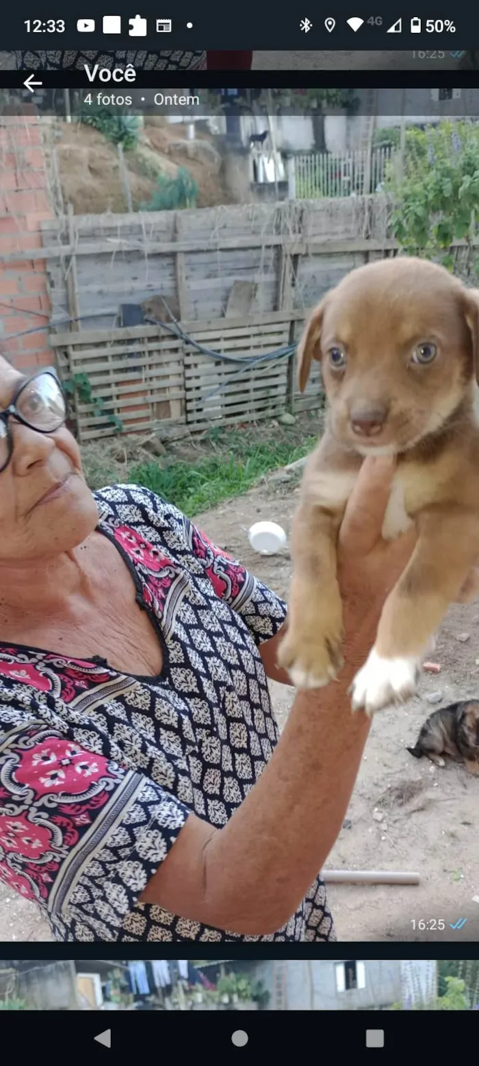 Cachorro ra a misturado idade 2 a 6 meses nome nao tem