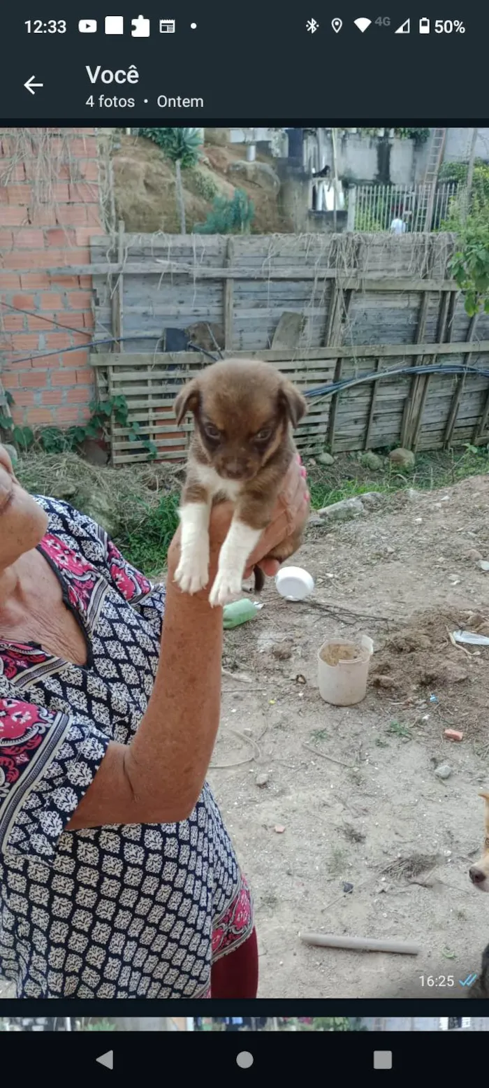 Cachorro ra a nao sei idade 2 a 6 meses nome nao tem